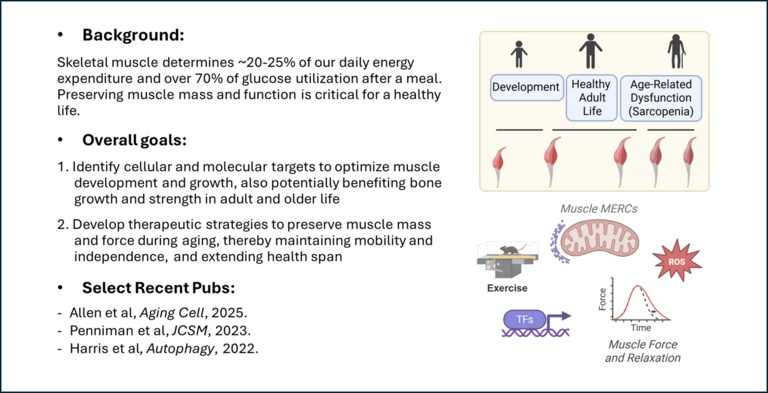 Diagram denoting the projects on muscle development, aging, and whole-body health