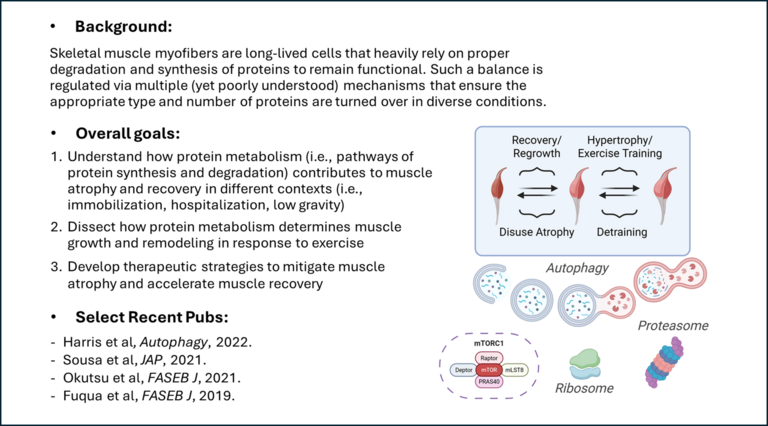 Diagram denoting the projects in protein metabolism during hypertrophy, atrophy, and recovery